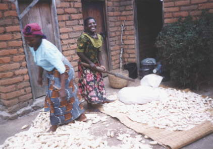 Die gedrockneten und somit extrem harten Maiskolben werden in Scke gefllt und mit einem Stock wird auf die Scke gedroschen. 